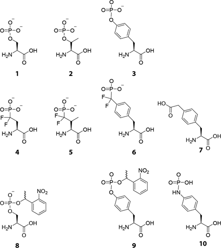 Synthesis of Phospho-Amino Acid Analogues - Creative BioMart