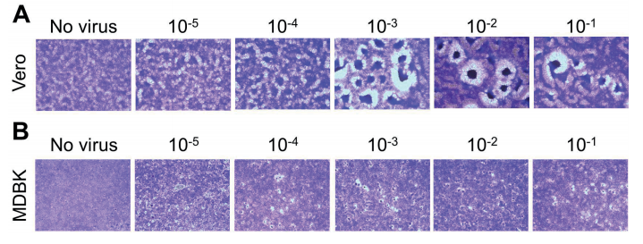 Cytopathic Effect Inhibition Assay - Creative Diagnostics