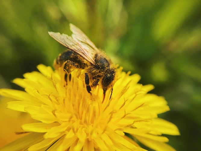 What can I use to get rid of bees? - Bees Removal Melbourne