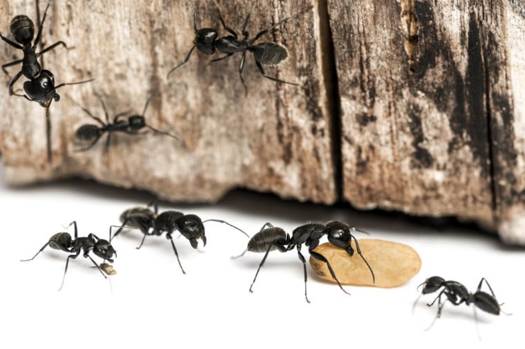 How To Control The Ant Infestation? – Let’s Find Out! - Ant Pest Control Melbourne