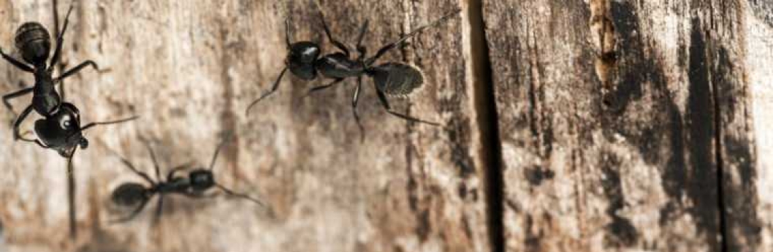 Ant Pest Control Melbourne Cover Image