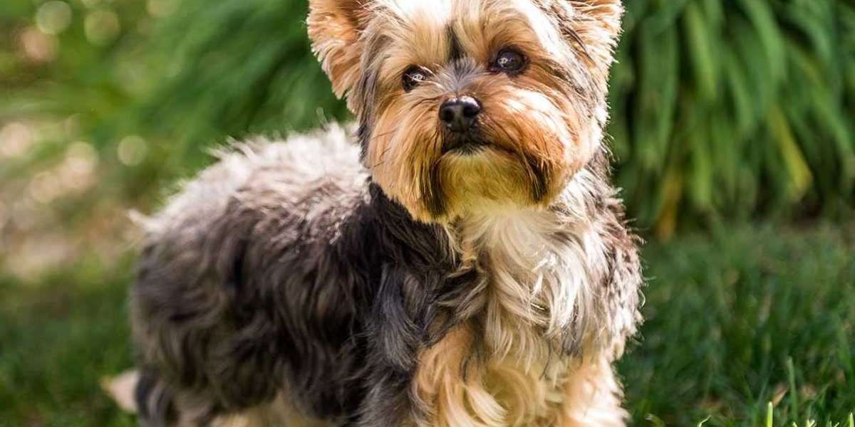 The Ultimate Guide to Finding Your Perfect Yorkie for Sale