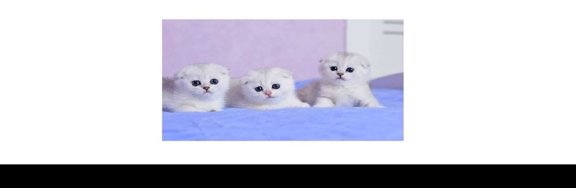 Scottish Fold Cattery Cover Image