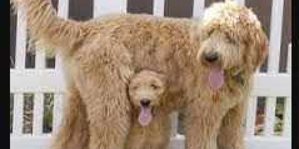 Golden Doodles For Sale Near Me