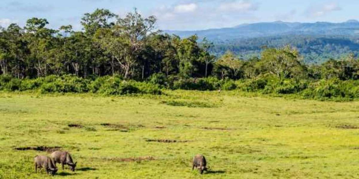 Aberdare National Park: Kenya's Hidden Wildlife Gem Amidst Natural Splendor