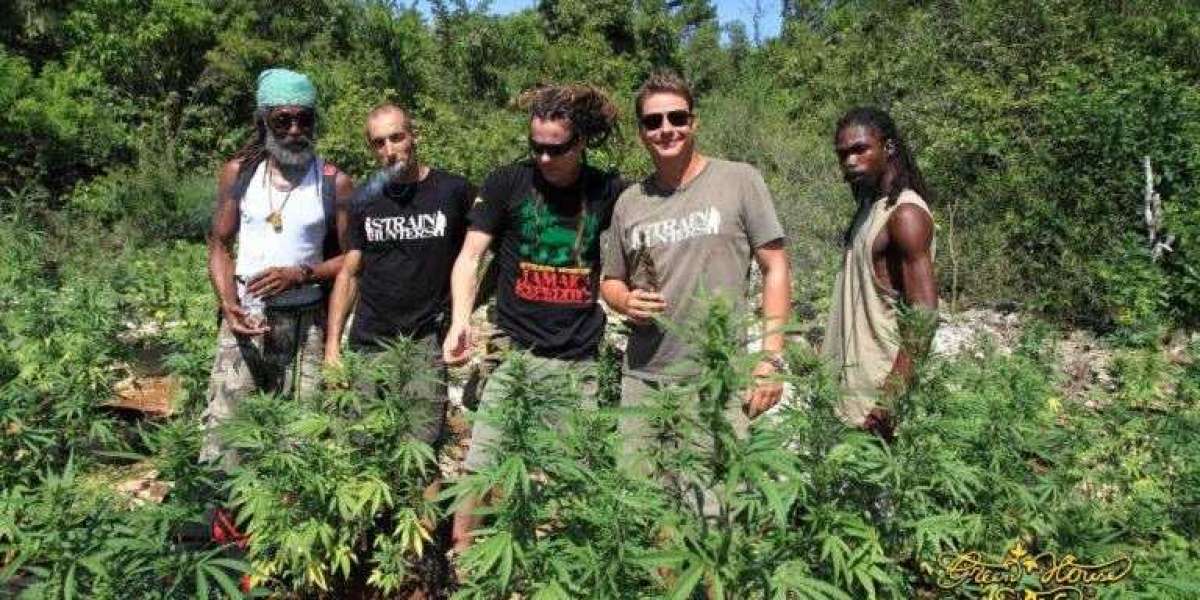 Legal Weed Farms in Montego Bay: Allowed or Not for Tourist?