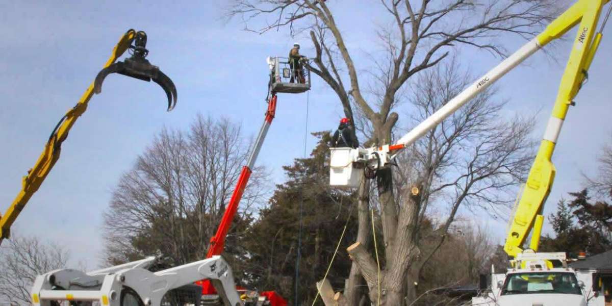 Tree Service In Sacramento: Expert Care for Your Arboreal Assets