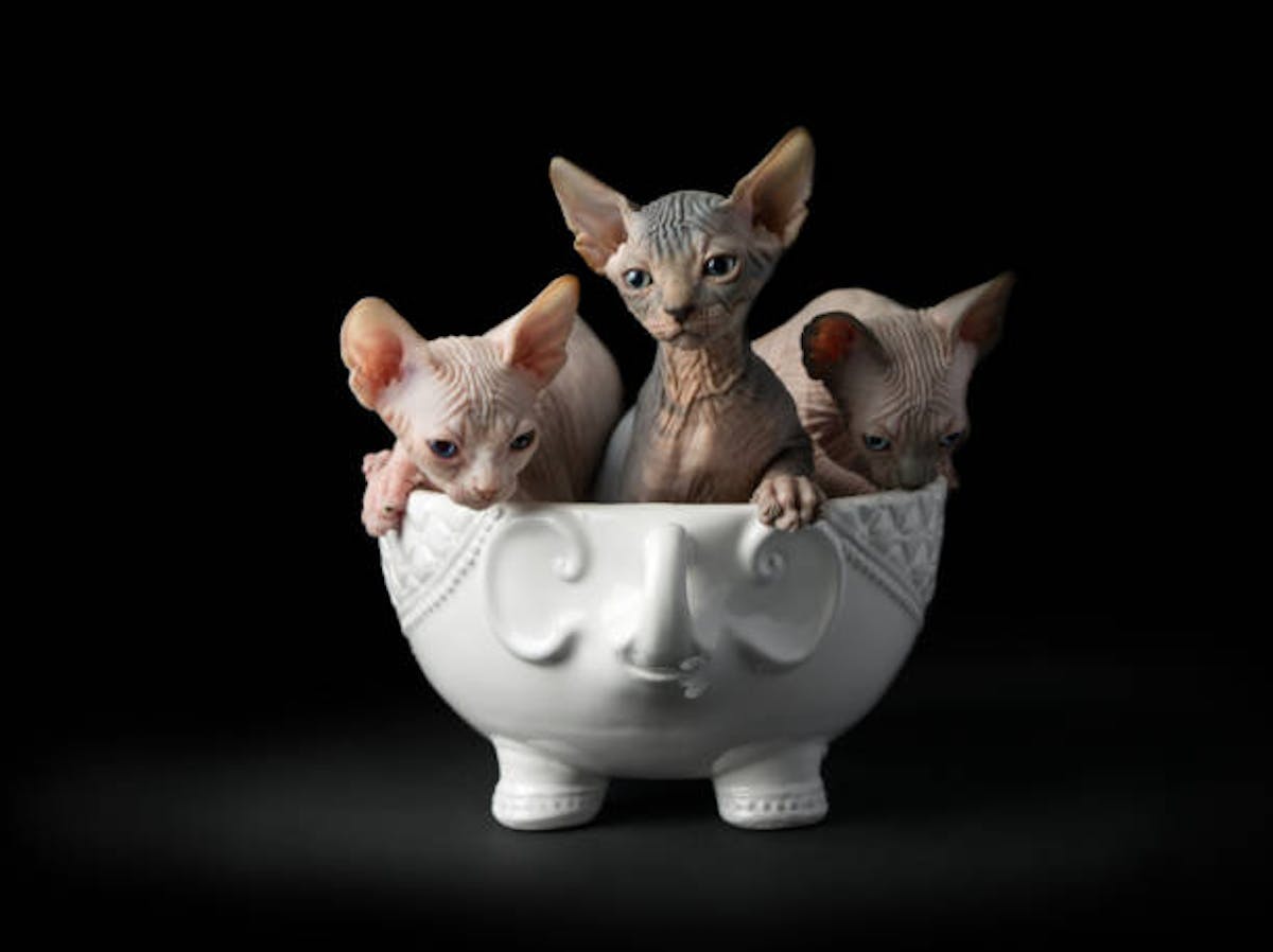 Hairless Cat or Sphyxn Cats Loving Sphynx Breed in USA