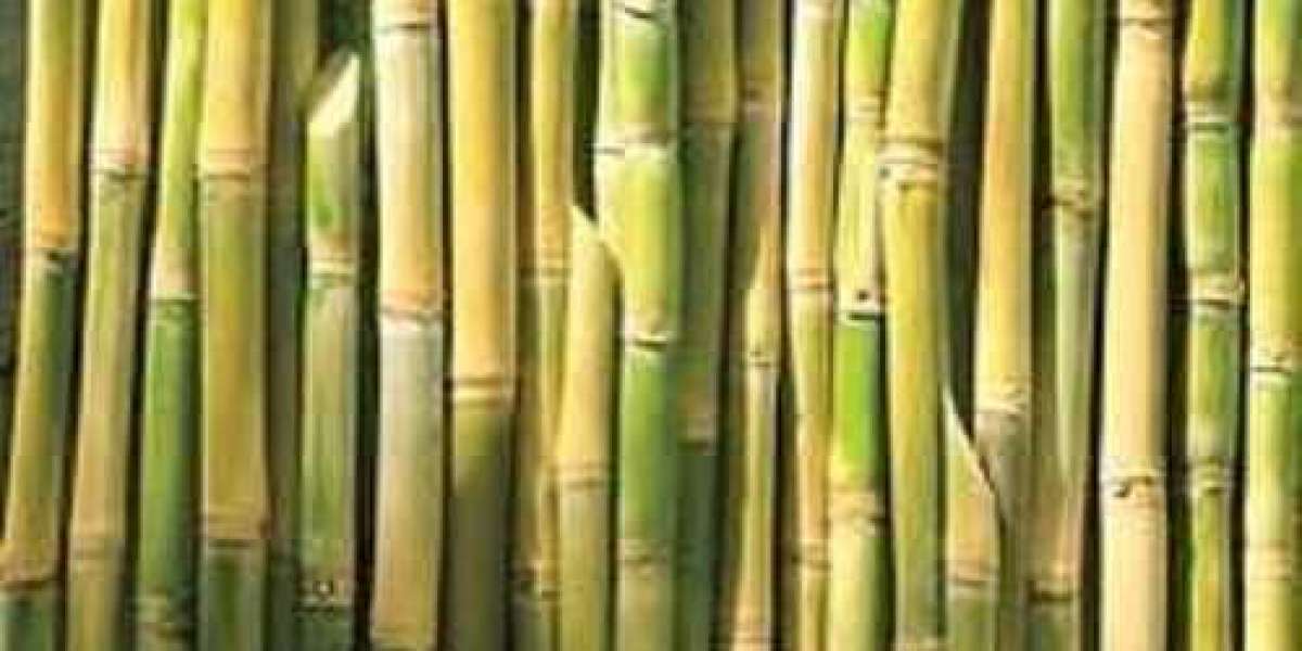 Pesticides for Sugarcane: Safeguarding the Sweet Crop