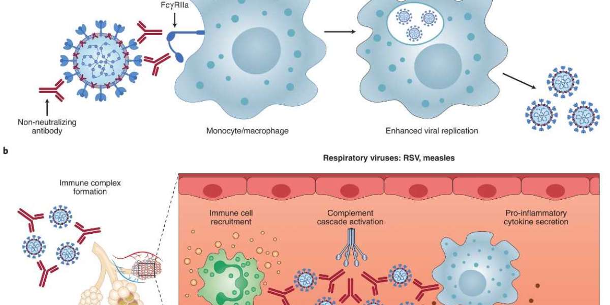 What is Antibody-Dependent Enhancement