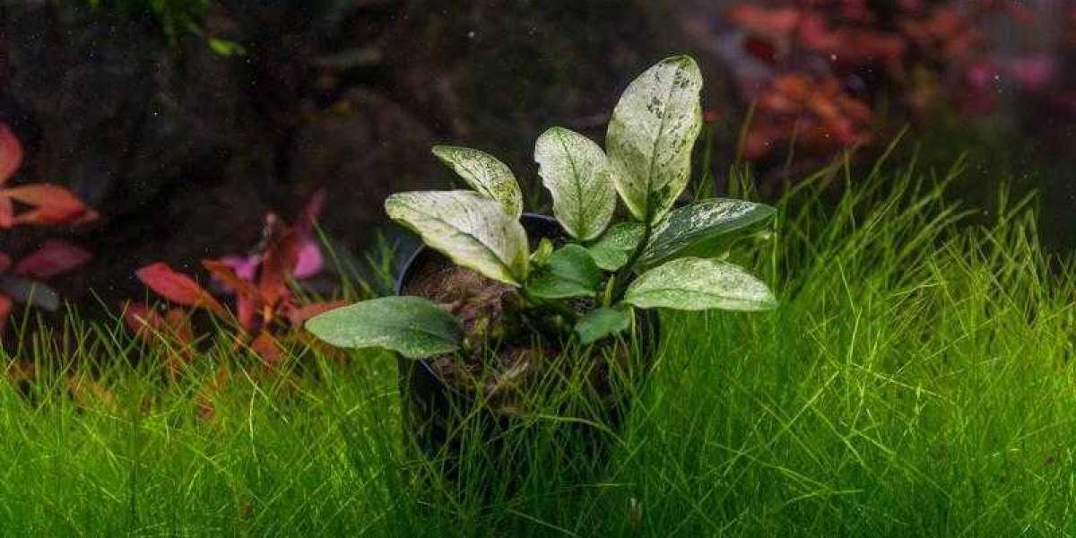 Anubias Nana: Low-Maintenance Aquatic Beauty