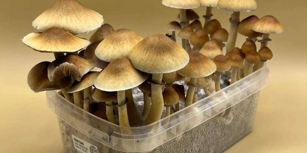 Savor the Journey: Cultivate Golden Emperor Mushrooms Using Shroombox.co's Grow Kit