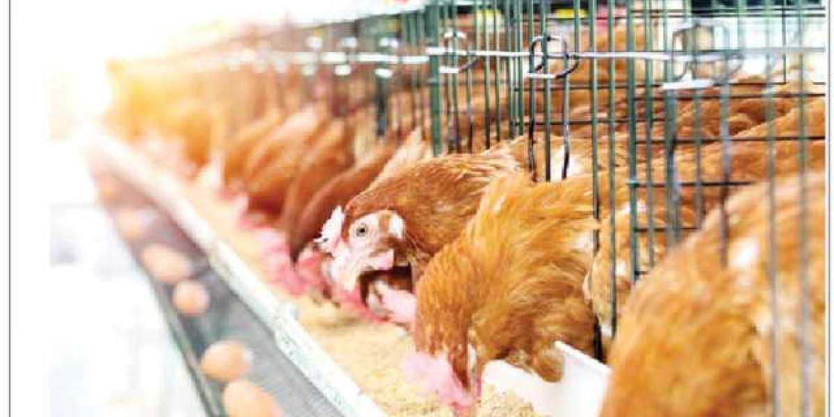 Welcome To The World of Poultry Farming: From Incubation to Egg Candling