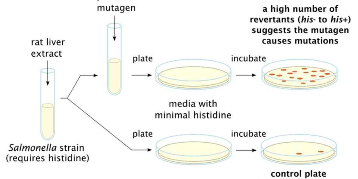 Genetic Toxicology Testing