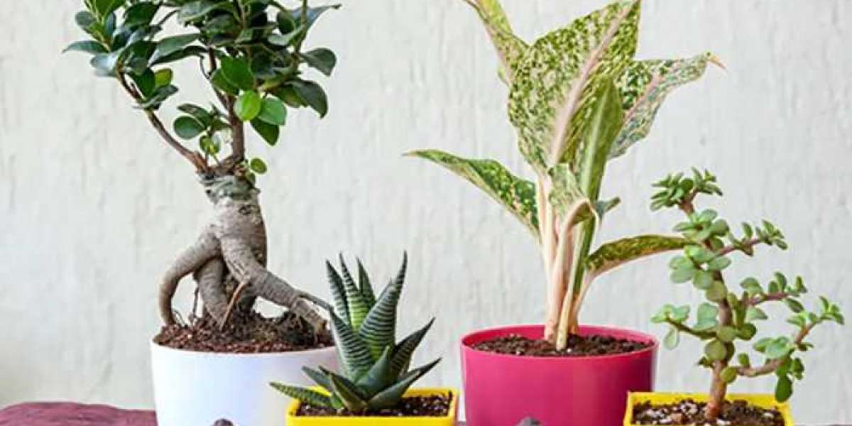 The Best Air-Purifying Indoor Plants: Names and Benefits