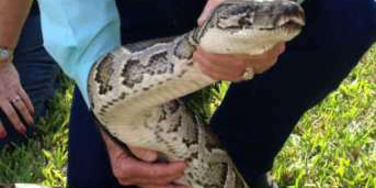 Non-native Burmese Pythons in Florida