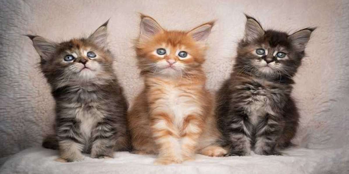 Maine coon cats for sale