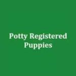 Potty Registered Puppies Profile Picture