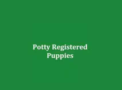 Potty Registered Puppies Profile Picture