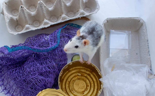 Thе Hеalth Risks of Rats in Your Houston Homе | by Gloriamatthews | Oct, 2023 | Medium