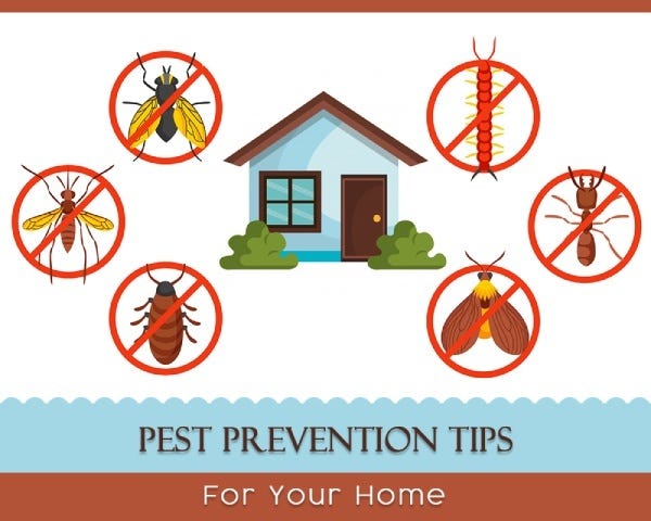 Tips And Tricks To Keep Your Home Pest-Free