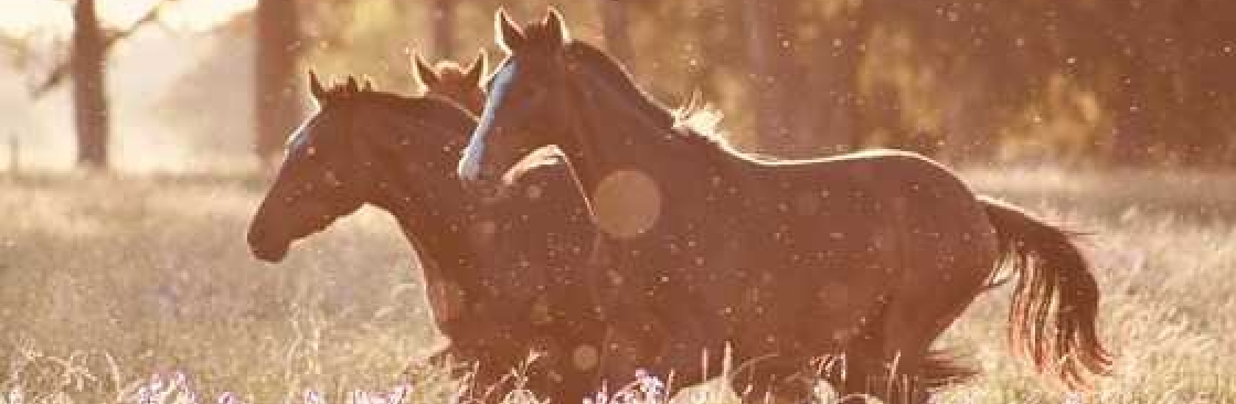 Caring Horse Supplies Cover Image