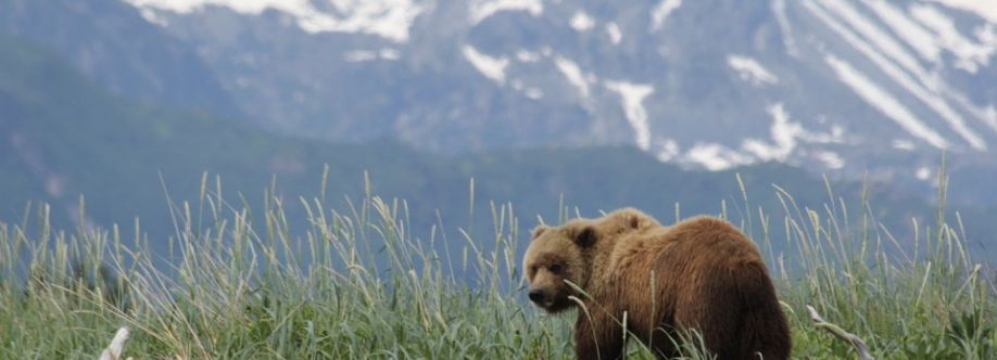 Bear Viewing in Alaska Cover Image