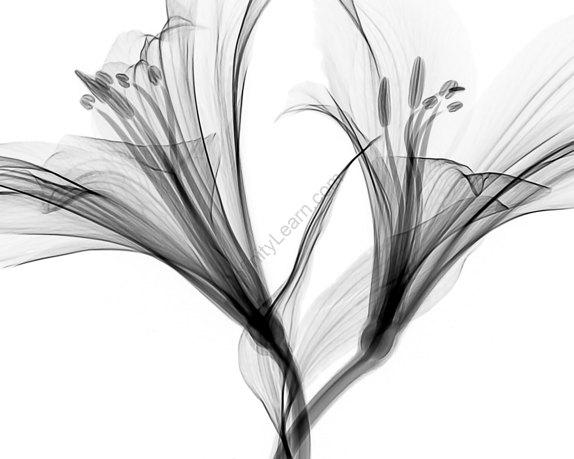 Anatomy of Flowering Plants - Tissue System, Stem and Leaf