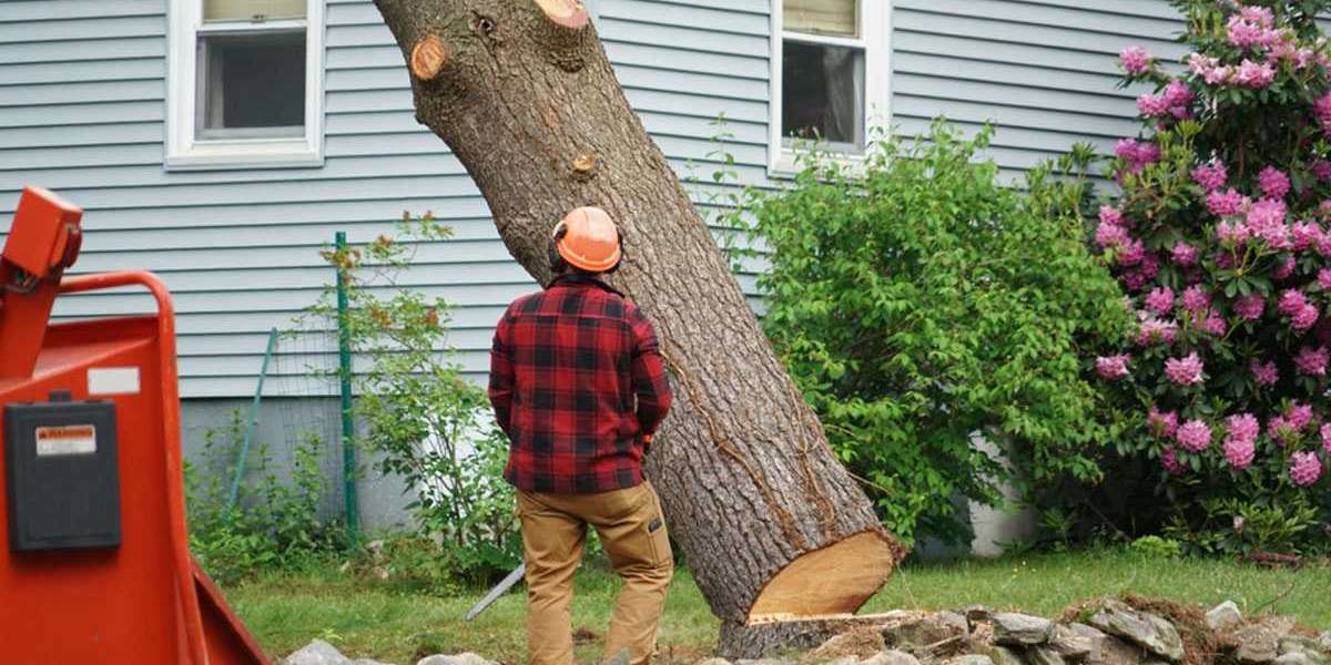 Hiring the Best Large Tree Removal Service in Westwood, New Jersey