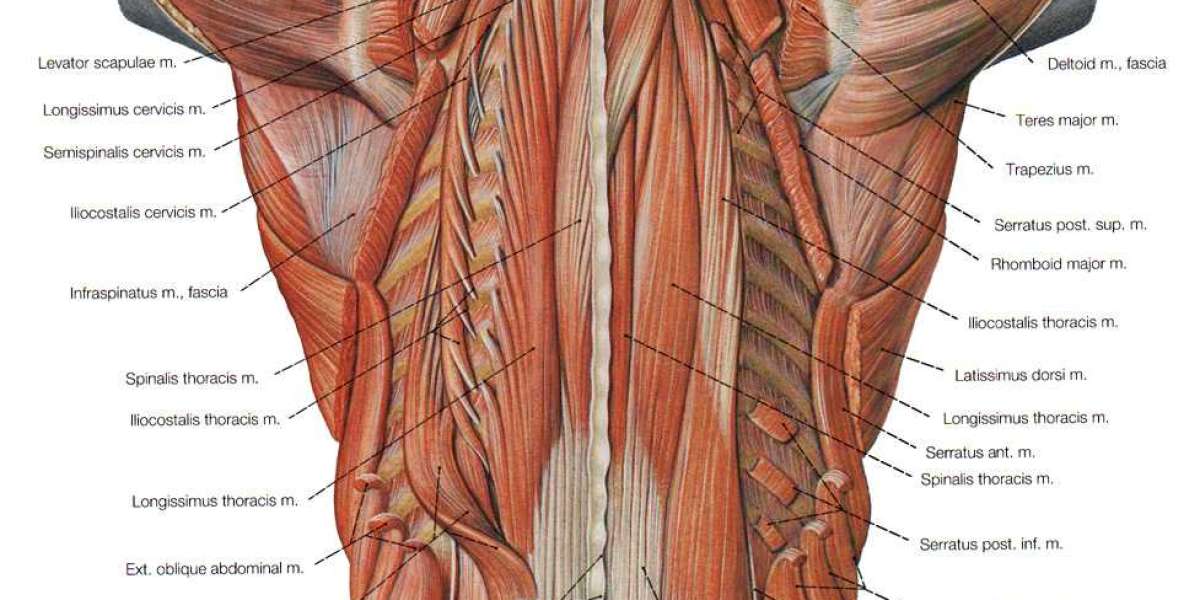 Comprehensive Guide: How to Treat Muscle Pain