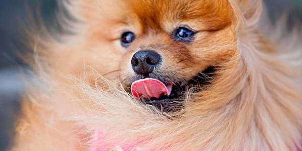 Trixie Tongue Tricks: Fun and Fascinating Ways to Entertain Your Pup