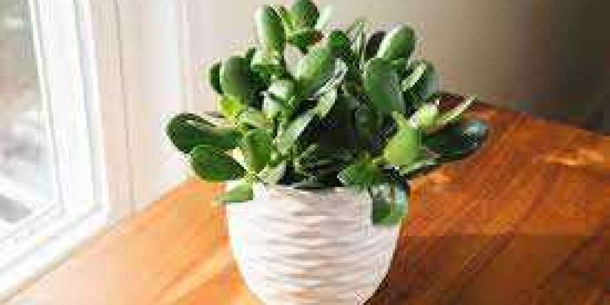 12 Ideal Plants for Your Office Desk