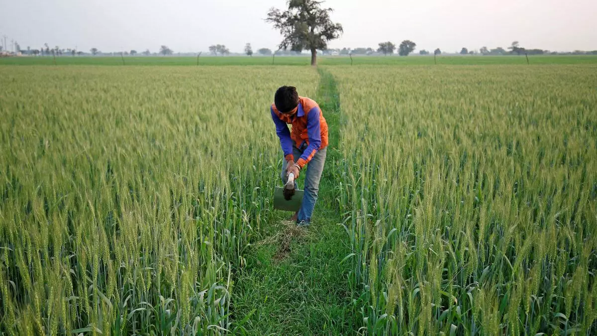 Absolute launches DIY crop insurance ‘Digifasal’ - The Hindu BusinessLine