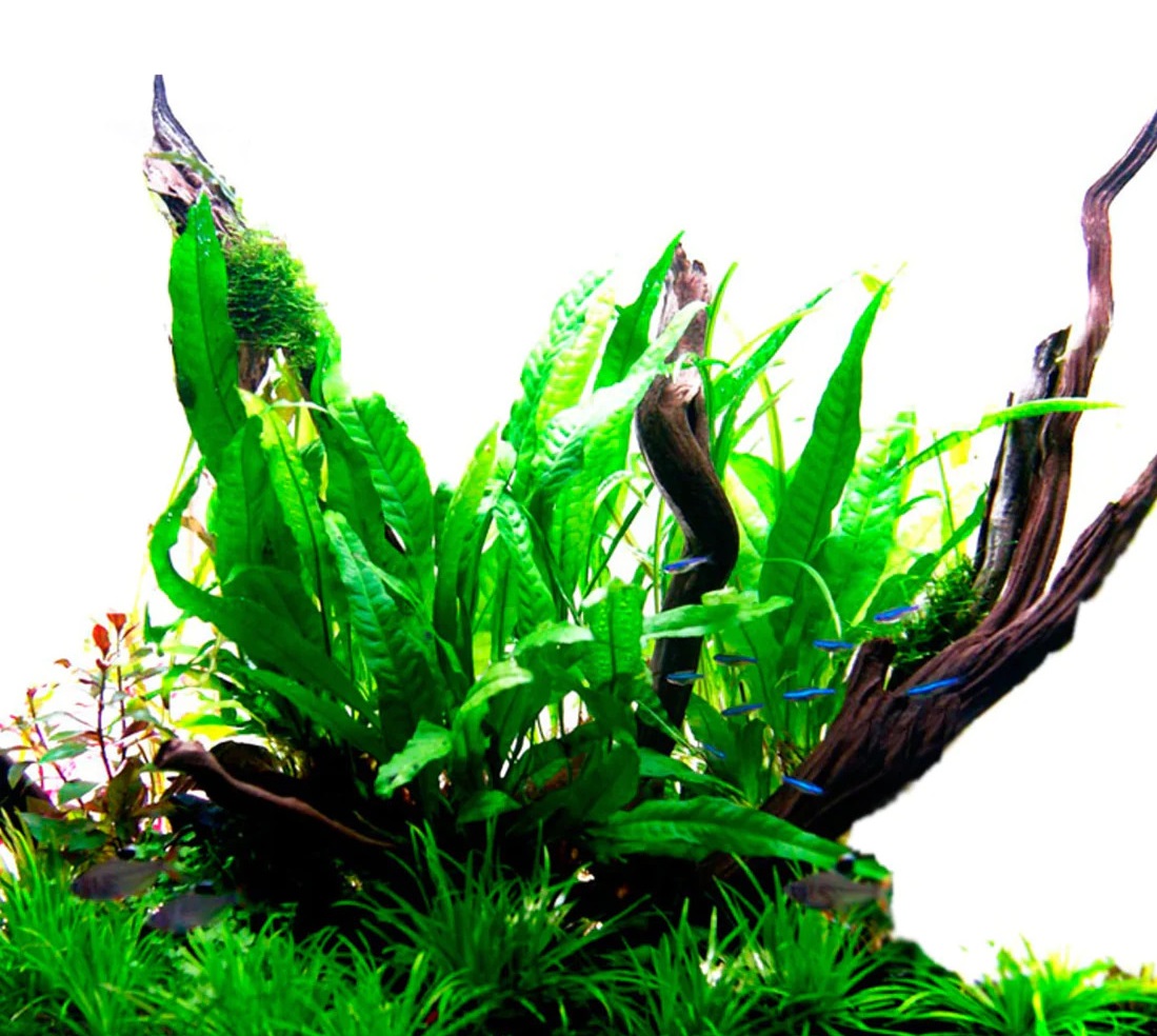 10 Popular Aquarium Plants That Do Not Need Substrate - Bunnycart Blog