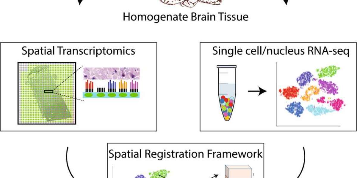 Spatial Genomics Transcriptomics Market to Witness an Outstanding Growth During 2023 – 2030