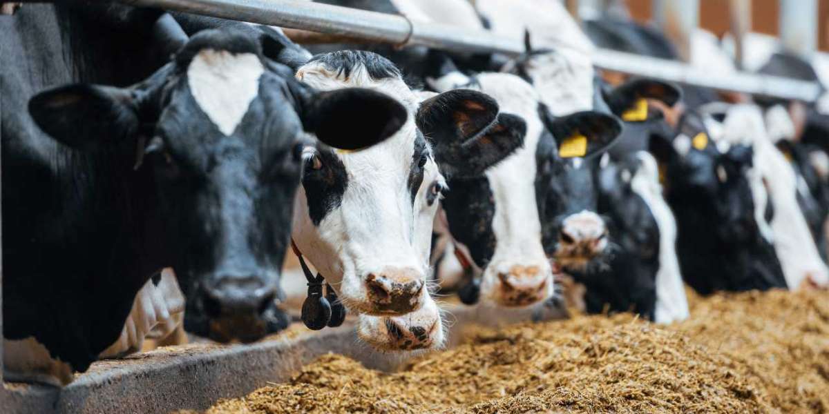 Milking Truths: Navigating the Dynamics of the Dairy Industry