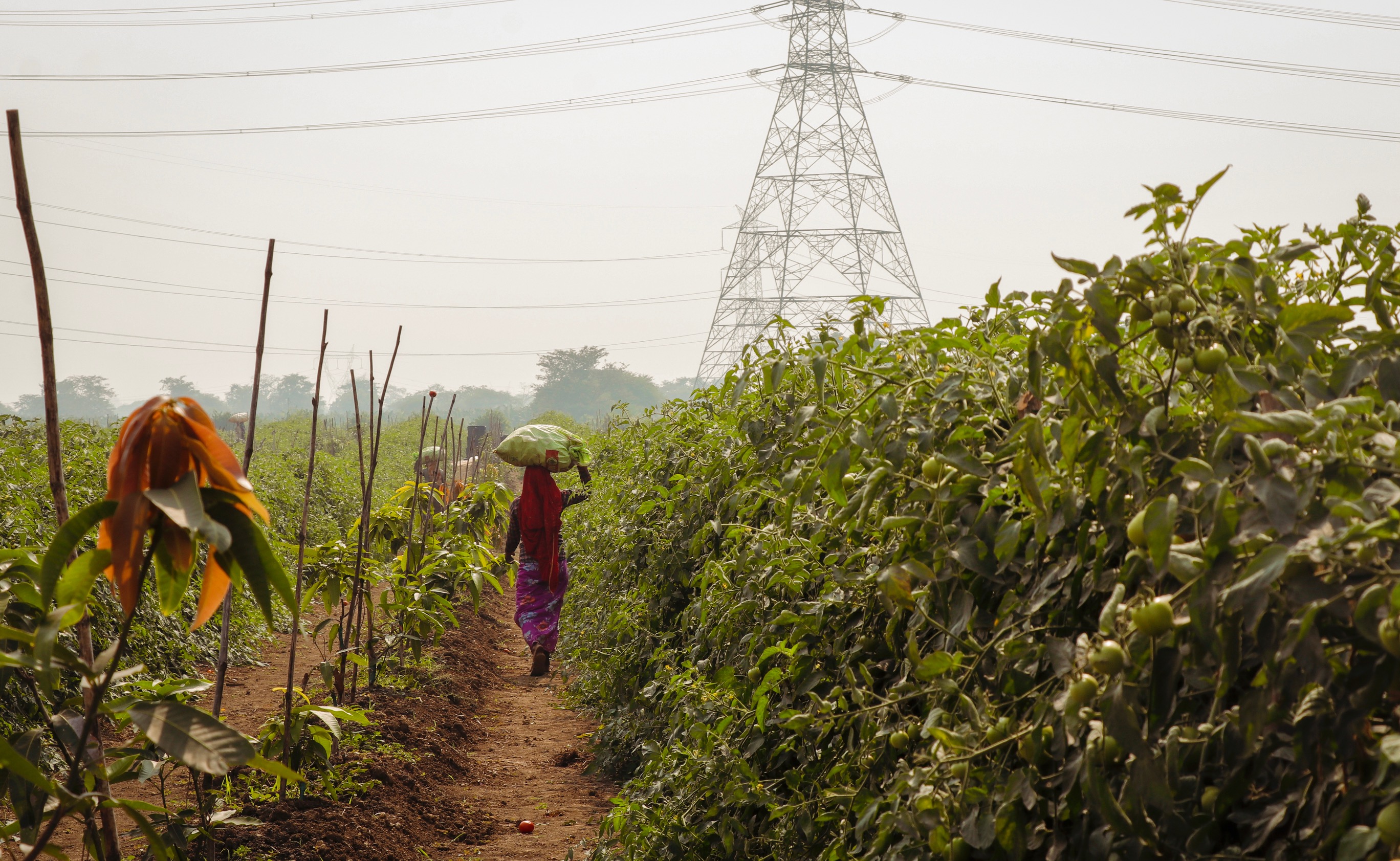  Absolute: Sowing the Seeds of Sustainable, Scalable Agriculture | Peak XV