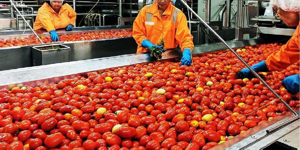 India Tomato Processing Market Trends, Growth Drivers, Key Players, Opportunities, and Forecast 2024-2032