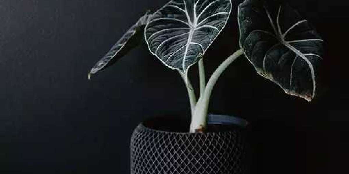 Unveiling the Elegance of Alocasia Black Velvet: A Botanical Marvel