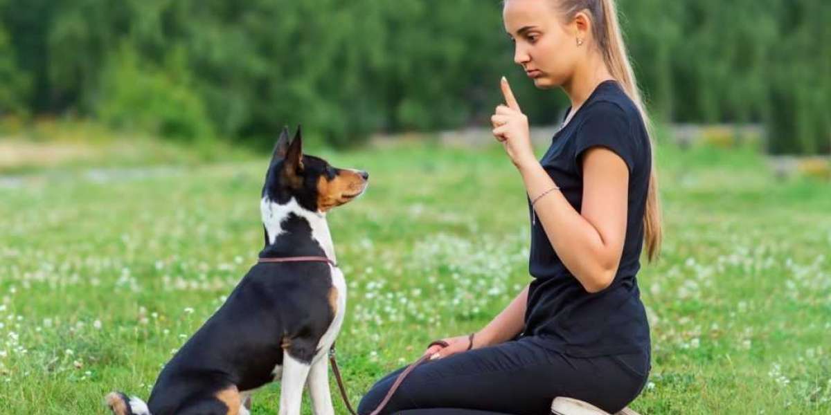 Puppy Training Austin TX