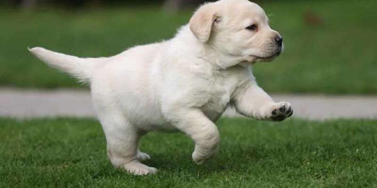 Labrador Retriever Puppies For Sale In Delhi: Finding Your Furry Companion