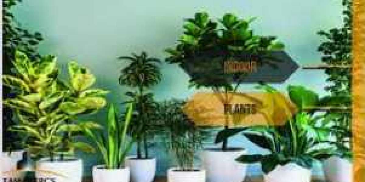 Bringing Life Indoors: Your Guide to Buying Indoor Plants in Karachi