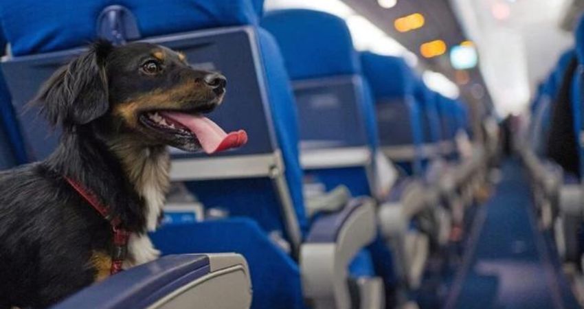 Lufthansa Airlines Pet Policy,