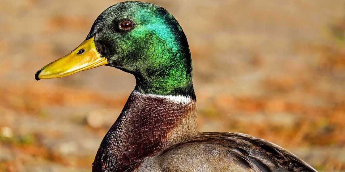 Can Ducks Eat Pineapple? A Comprehensive Guide