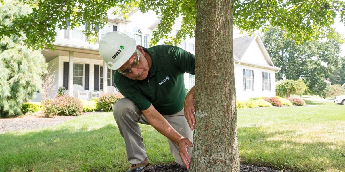 Tips for Selecting the Best Tree Service Company