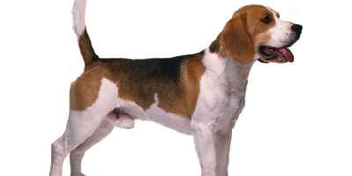 Find Your Furry Friend: Beagle Puppies for Sale in Delhi