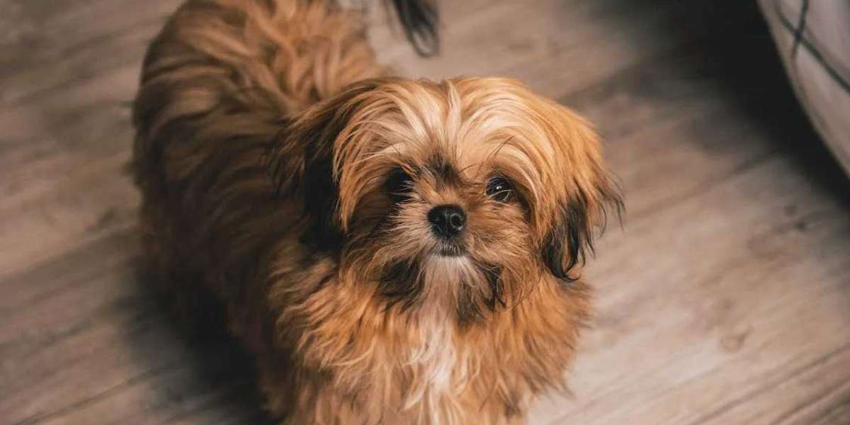 Shih Tzu Puppies For Sale In Delhi: Finding Your Furry Companion at the Best Prices