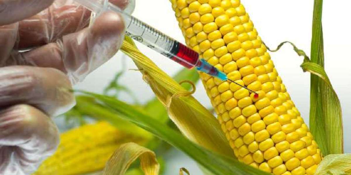 Genetically Modified Seeds Market Trends: A Deep Dive into Genetic Advancements in Agriculture