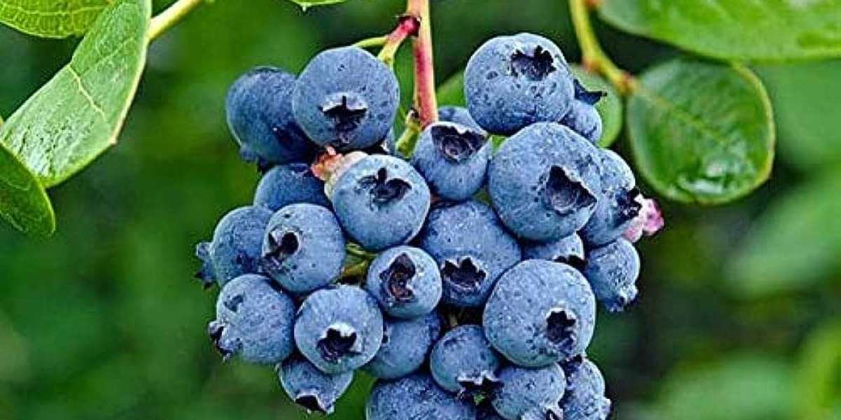 Blueberry Processing Plant Project Report 2024: Requirements and Cost Involved