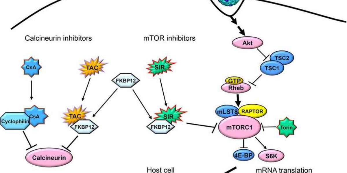 Calcineurin Inhibitor Market Innovations: Transforming Patient Care